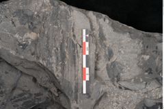 Foto (Detailansicht) von Plantae indet.  (NHMW-GEO-2024-0188-11385)